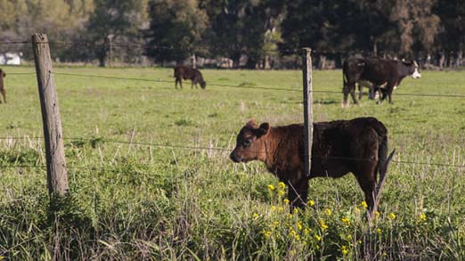 Beautiful Brown Calf Standing Green Field Fencing 181624 7575